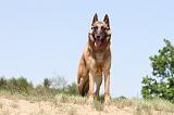 MALINOIS 715